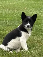 Finnley, a female American Eskimo and Shiba Inu for sale in Arcola, IL – 4 of 8