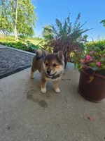 Foster, a male American Eskimo and Shiba Inu for sale in Arcola, IL – 8 of 10