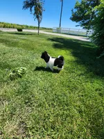 Finnley, a female American Eskimo and Shiba Inu for sale in Arcola, IL – 10 of 10