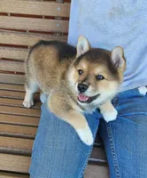 Foster, a male American Eskimo and Shiba Inu for sale in Arcola, IL – 10 of 10