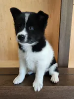Finnley, a female American Eskimo and Shiba Inu for sale in Arcola, IL – 3 of 10