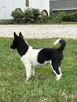 Finnley, a female American Eskimo and Shiba Inu for sale in Arcola, IL – 5 of 8
