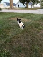 Finnley, a female American Eskimo and Shiba Inu for sale in Arcola, IL – 2 of 6