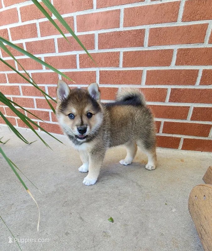 Foster – American Eskimo, Shiba Inu puppy for sale in Arcola, IL