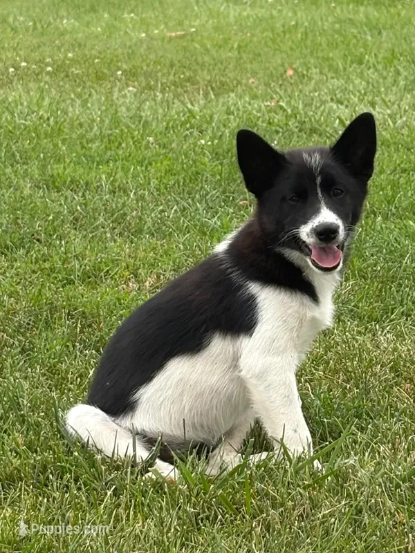 Finnley – American Eskimo, Shiba Inu puppy for sale in Arcola, IL