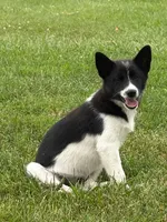 Finnley, a female American Eskimo and Shiba Inu for sale in Arcola, IL – 1 of 8
