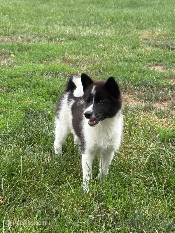 Fern – American Eskimo, Shiba Inu puppy for sale in Arcola, IL