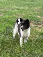 Fern, a female American Eskimo and Shiba Inu for sale in Arcola, IL – 1 of 7