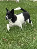 Finnley, a female American Eskimo and Shiba Inu for sale in Arcola, IL – 3 of 8