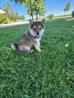 Foster, a male American Eskimo and Shiba Inu for sale in Arcola, IL – 5 of 10