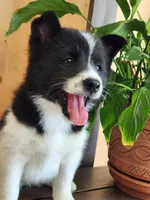 Finnley, a female American Eskimo and Shiba Inu for sale in Arcola, IL – 5 of 10