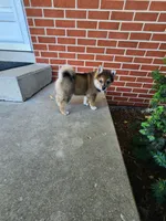 Foster, a male American Eskimo and Shiba Inu for sale in Arcola, IL – 4 of 10