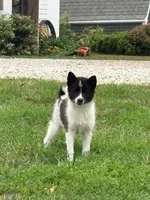 Fern, a female American Eskimo and Shiba Inu for sale in Arcola, IL – 2 of 7