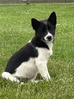 Finnley, a female American Eskimo and Shiba Inu for sale in Arcola, IL – 6 of 8