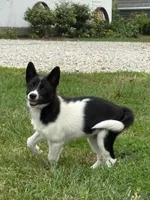Finnley, a female American Eskimo and Shiba Inu for sale in Arcola, IL – 8 of 8
