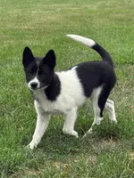 Finnley, a female American Eskimo and Shiba Inu for sale in Arcola, IL – 2 of 8