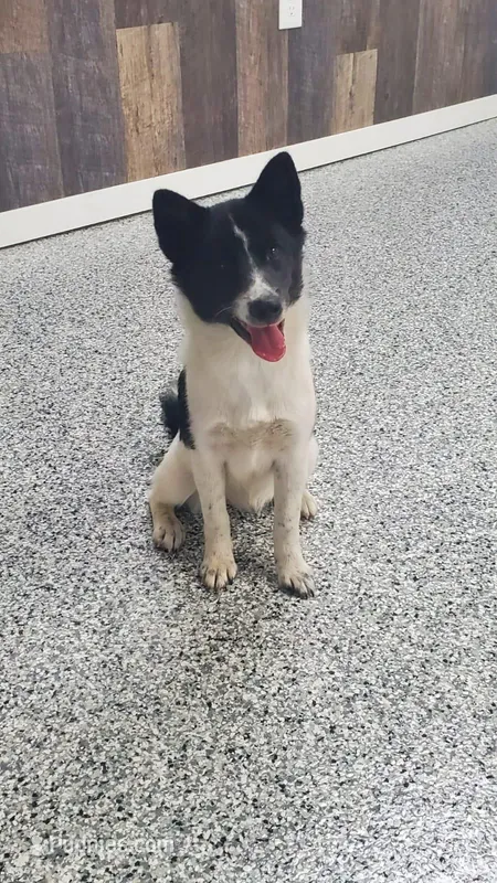 Fern – American Eskimo, Shiba Inu puppy for sale in Arcola, IL