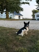 Finnley, a female American Eskimo and Shiba Inu for sale in Arcola, IL – 1 of 6