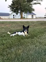 Finnley, a female American Eskimo and Shiba Inu for sale in Arcola, IL – 3 of 6