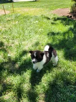 Fern, a female American Eskimo and Shiba Inu for sale in Arcola, IL – 10 of 10