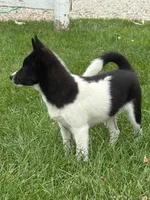 Finnley, a female American Eskimo and Shiba Inu for sale in Arcola, IL – 7 of 8