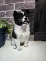 Fern, a female American Eskimo and Shiba Inu for sale in Arcola, IL – 3 of 10