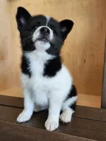 Finnley, a female American Eskimo and Shiba Inu for sale in Arcola, IL – 6 of 10