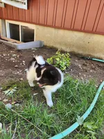 Fern, a female American Eskimo and Shiba Inu for sale in Arcola, IL – 5 of 10
