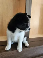 Finnley, a female American Eskimo and Shiba Inu for sale in Arcola, IL – 2 of 10