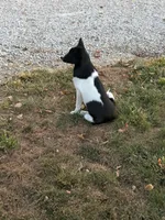 Finnley, a female American Eskimo and Shiba Inu for sale in Arcola, IL – 5 of 6