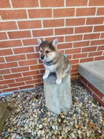 Foster, a male American Eskimo and Shiba Inu for sale in Arcola, IL – 7 of 10