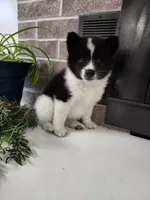 Fern, a female American Eskimo and Shiba Inu for sale in Arcola, IL – 8 of 10
