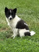Fern, a female American Eskimo and Shiba Inu for sale in Arcola, IL – 3 of 7