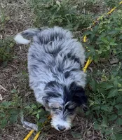 Monday, a female Miniature Aussiedoodle for sale in Cleburne, TX – 2 of 3