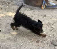 Knight , a male Aussiedoodle for sale in Cleburne, TX – 2 of 2