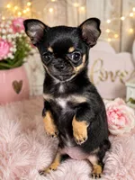Show girl, a female Chihuahua for sale in Cleburne, TX – 3 of 4