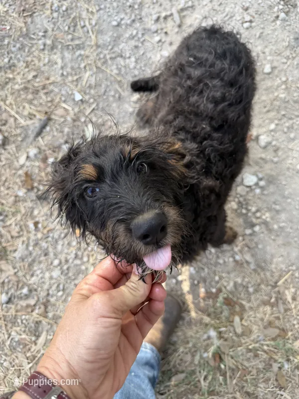 Knight  – Aussiedoodle puppy for sale in Fort Worth, TX