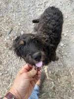 Knight , a male Aussiedoodle for sale in Fort Worth, TX – 1 of 5