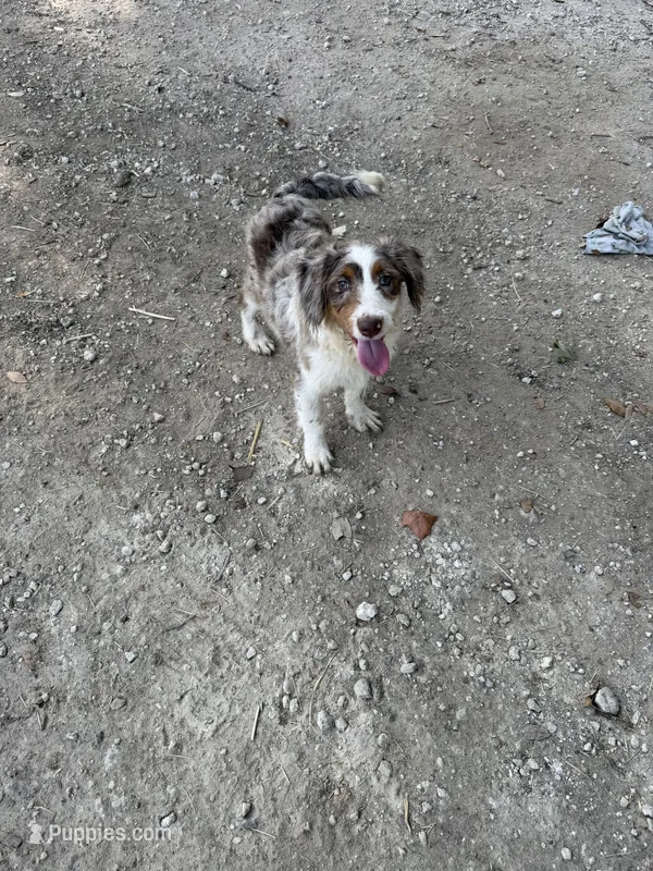 Rip the Cowboy  – Aussiedoodle puppy for sale in Fort Worth, TX