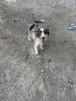 Rip the Cowboy , a male Aussiedoodle for sale in Fort Worth, TX – 1 of 3