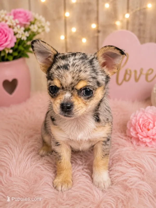 Shy Girl – Chihuahua puppy for sale in Cleburne, TX