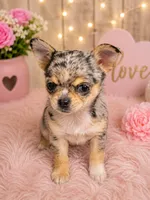 Shy Girl, a female Chihuahua for sale in Cleburne, TX – 1 of 6