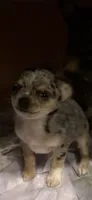 Shy Girl, a female Chihuahua for sale in Cleburne, TX – 6 of 6