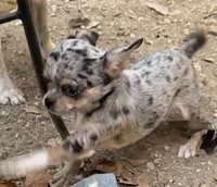 Shy Girl, a female Chihuahua for sale in Fort Worth, TX – 7 of 8