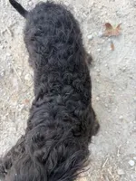 Knight , a male Aussiedoodle for sale in Fort Worth, TX – 4 of 5