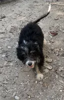 Tuesday , a female Miniature Aussiedoodle for sale in Cleburne, TX – 2 of 3