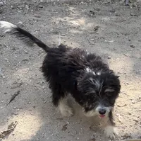 Tuesday , a female Miniature Aussiedoodle for sale in Cleburne, TX – 3 of 3