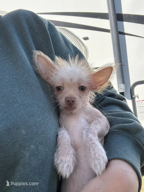 Sammy – Chihuahua puppy for sale in Cleburne, TX