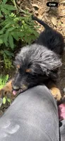 Knight , a male Aussiedoodle for sale in Cleburne, TX – 1 of 2