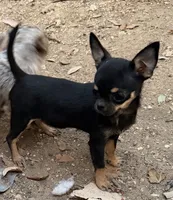 Show girl, a female Chihuahua for sale in Fort Worth, TX – 5 of 6